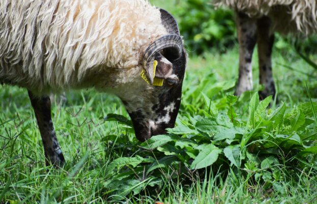 Des brebis tondeuses dans le parc de la Mairie