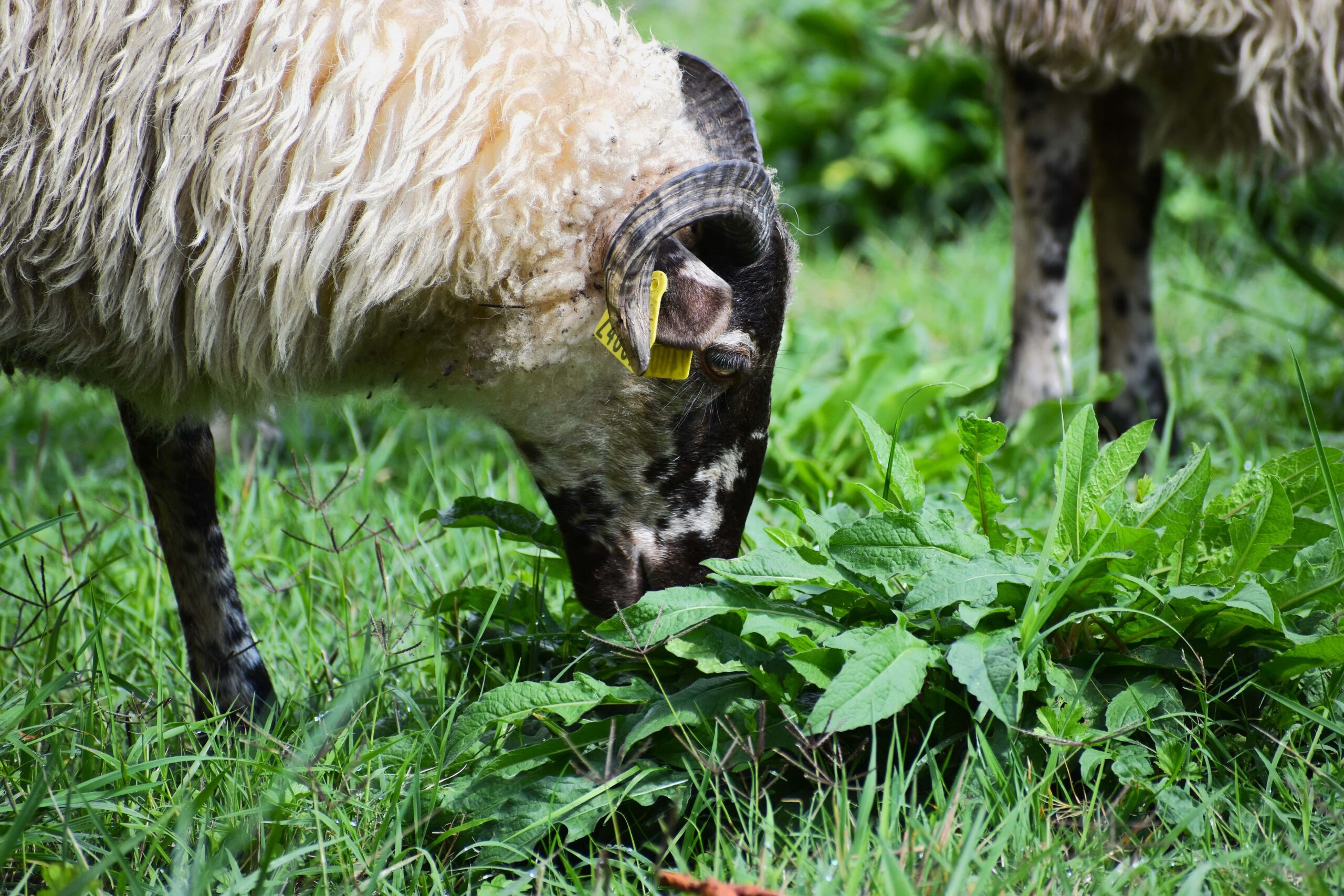 Des brebis tondeuses dans le parc de la Mairie