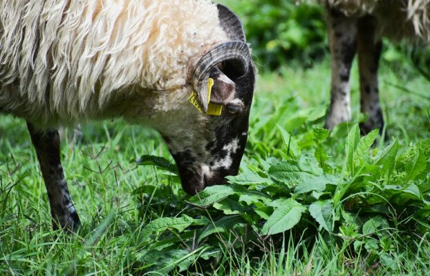 Des brebis tondeuses dans le parc de la Mairie