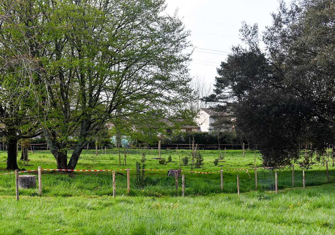 Bientôt 100 arbres plantés dans le parc Bétailhe