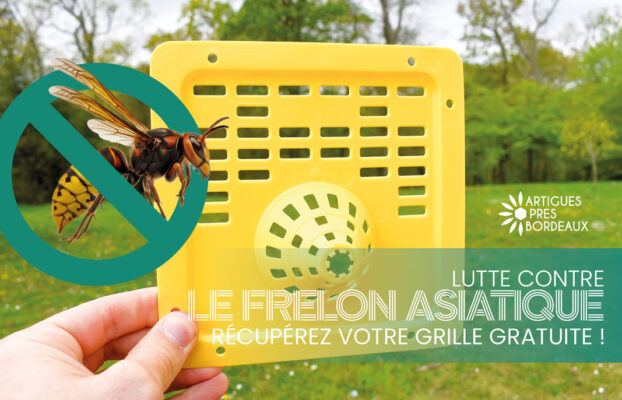 Lutte contre le frelon asiatique : récupérez votre grille gratuite !