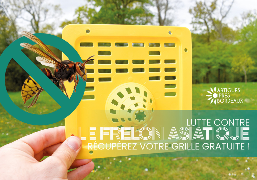 Lutte contre le frelon asiatique : récupérez votre grille gratuite !